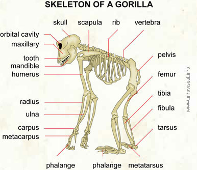 Skeleton of a gorilla